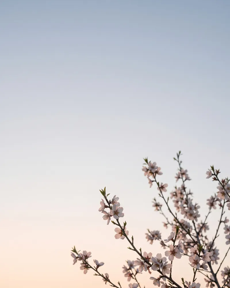Ramas de almendro en flor contra un cielo despejado